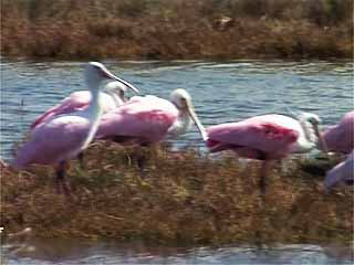  路易斯安那州:  美国:  
 
 Sabine National Wildlife Refuge